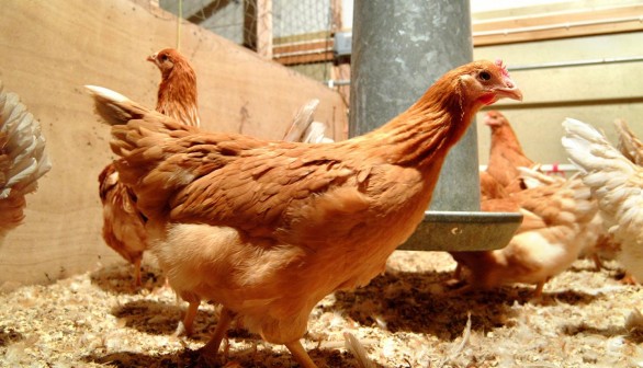 Hens that Lay Human Proteins in their Eggs Offer Future therapy Hope