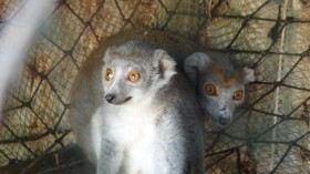 Pet Lemurs in Madagascar