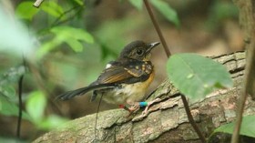 Juvenile White-rumped Shama