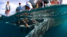 The research team angles Tiger Shark up to the boat to begin samples.