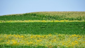 Prairie Strips 