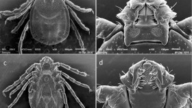 Asian Longhorned Tick, Adult Female 