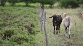 Degraded vs. Healthy Pasture (IMAGE)