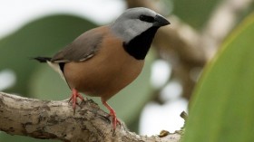 REGISTER The Southern Black-Throated Finch