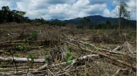 recent narco-trafficking deforestation in a protected area of eastern Honduras.