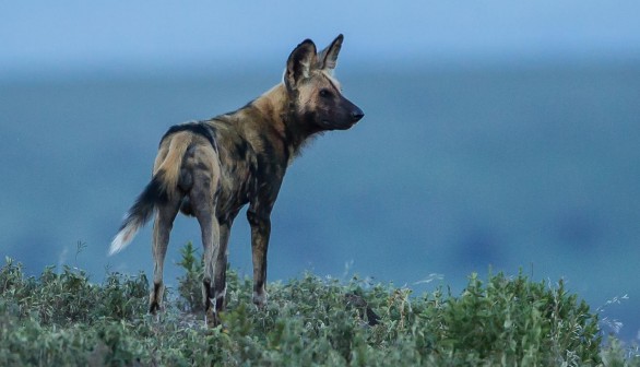 The African Wild Dog