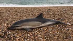 Common Dolphin