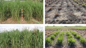 Miscanthus Varieties Vary in Cold Tolerance 