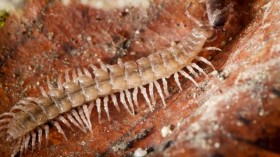 Millipede Species