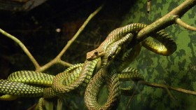 paradise tree snake or Flying Snake