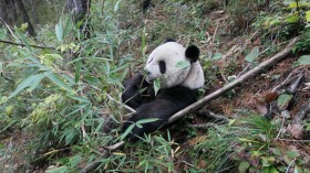 Wild Giant Panda