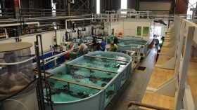 Sea Turtle Rehabilitation Tanks at the New England Aquarium (IMAGE)