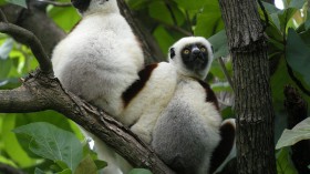 Two Coquerel's Sifakas foraging in a roadside tree. 