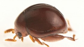 New Species Clavicornaltica belalongensis (IMAGE)