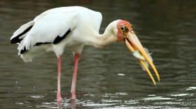 Milky Stork (IMAGE)