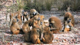 Guinea Baboons