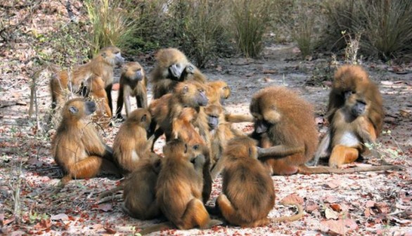 Guinea Baboons