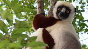 Coquerel's sifakas -- lemur 