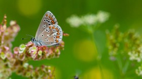 Northern Brown Argus 