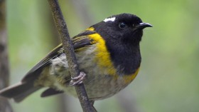 Male Hihi Bird