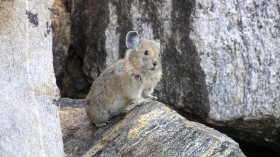 American Pika (IMAGE)