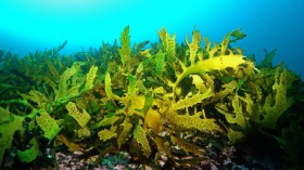 Underwater Kelp Forests (IMAGE)