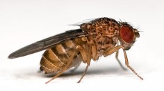 Drosophila repleta ( fruit fly) 