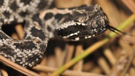 Pygmy Rattlesnake