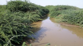 Prosopis on River