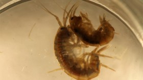 Amphipod Mating (IMAGE)