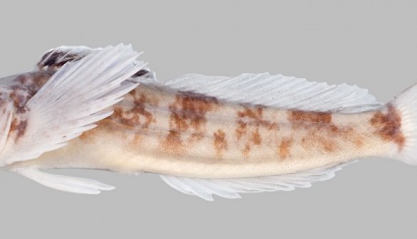 ceder sculpin (Cottus schitsuumsh)