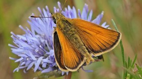 European Skipper (IMAGE)