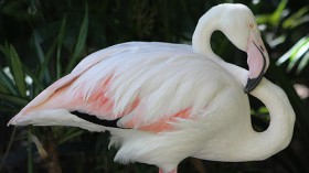 Greater- the world's oldest Flamingo 