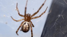 Noble False Widow at a Bus Stop (England, UK) (IMAGE)