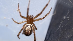 Noble False Widow at a Bus Stop (England, UK) (IMAGE)