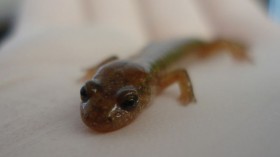 Salamander