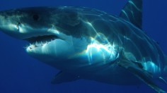 Great White Shark 