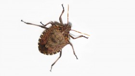 Brown Marmorated Stink Bug -- Halyomorpha halys (IMAGE)