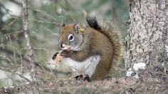 Red Squirrel (IMAGE)