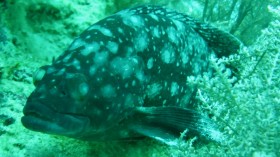 White Spotted Grouper (IMAGE)