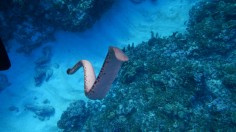 Sea Snakes With 'Seeing Tails' (IMAGE)