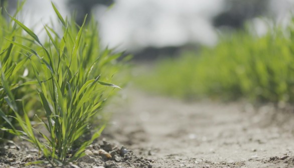 Wheat Vernalization Study (IMAGE)