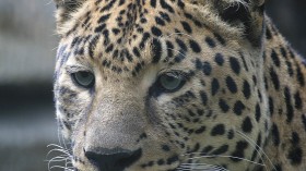 Amur leopard