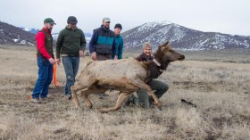 Elk Release