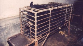 a  bile bear in a “crush cage” on Huizhou Farm, China.