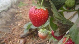 Commercial Strawberry Production (IMAGE)