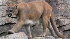 A mountain lion