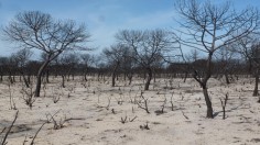 Spanish Landscape after Fire (IMAGE)