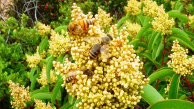 Honey Bee on Flower