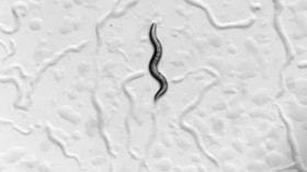 C. elegans Worm (IMAGE)